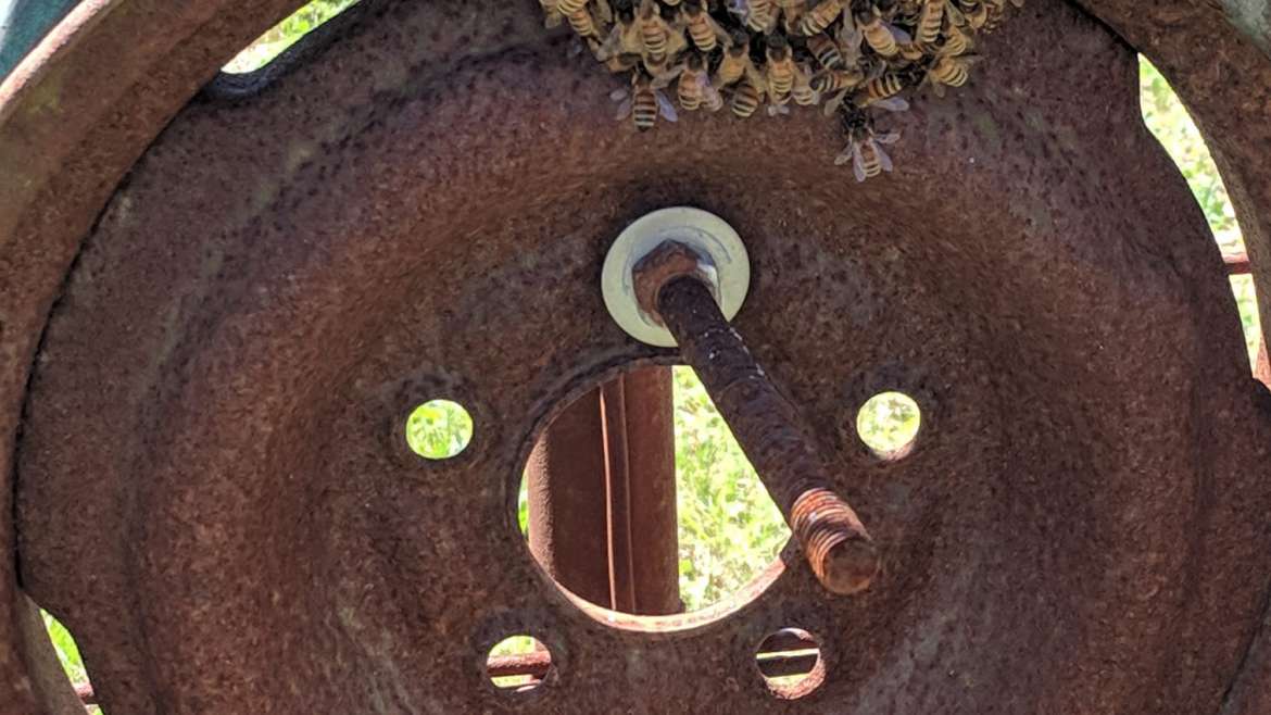 The Amazing Honey Bee