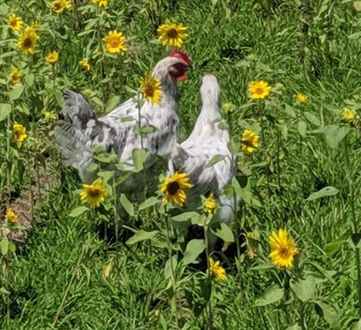 Keeping the Faith – A Story of Chicken Love