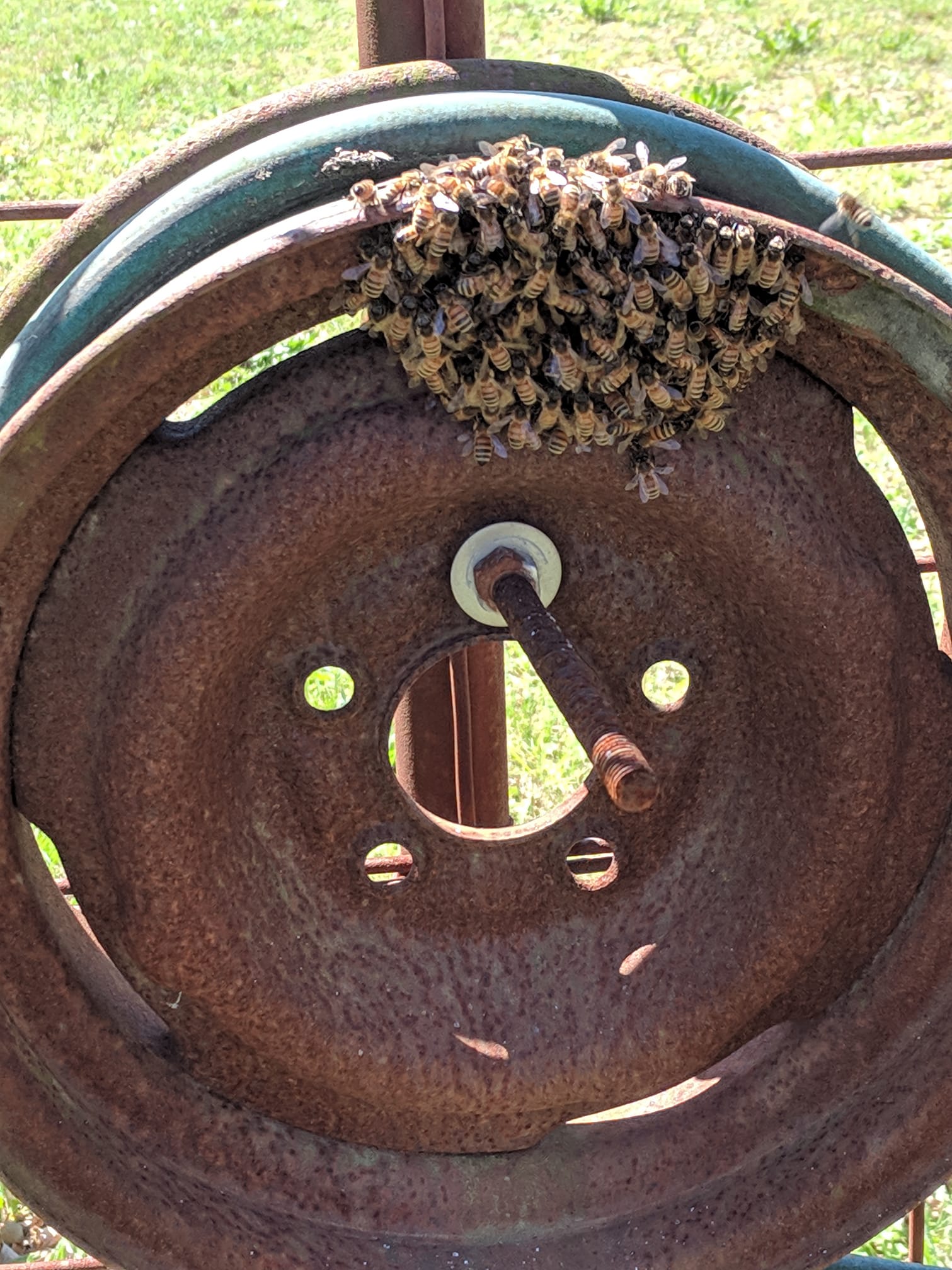 small swarn on rusted wheel.jpg